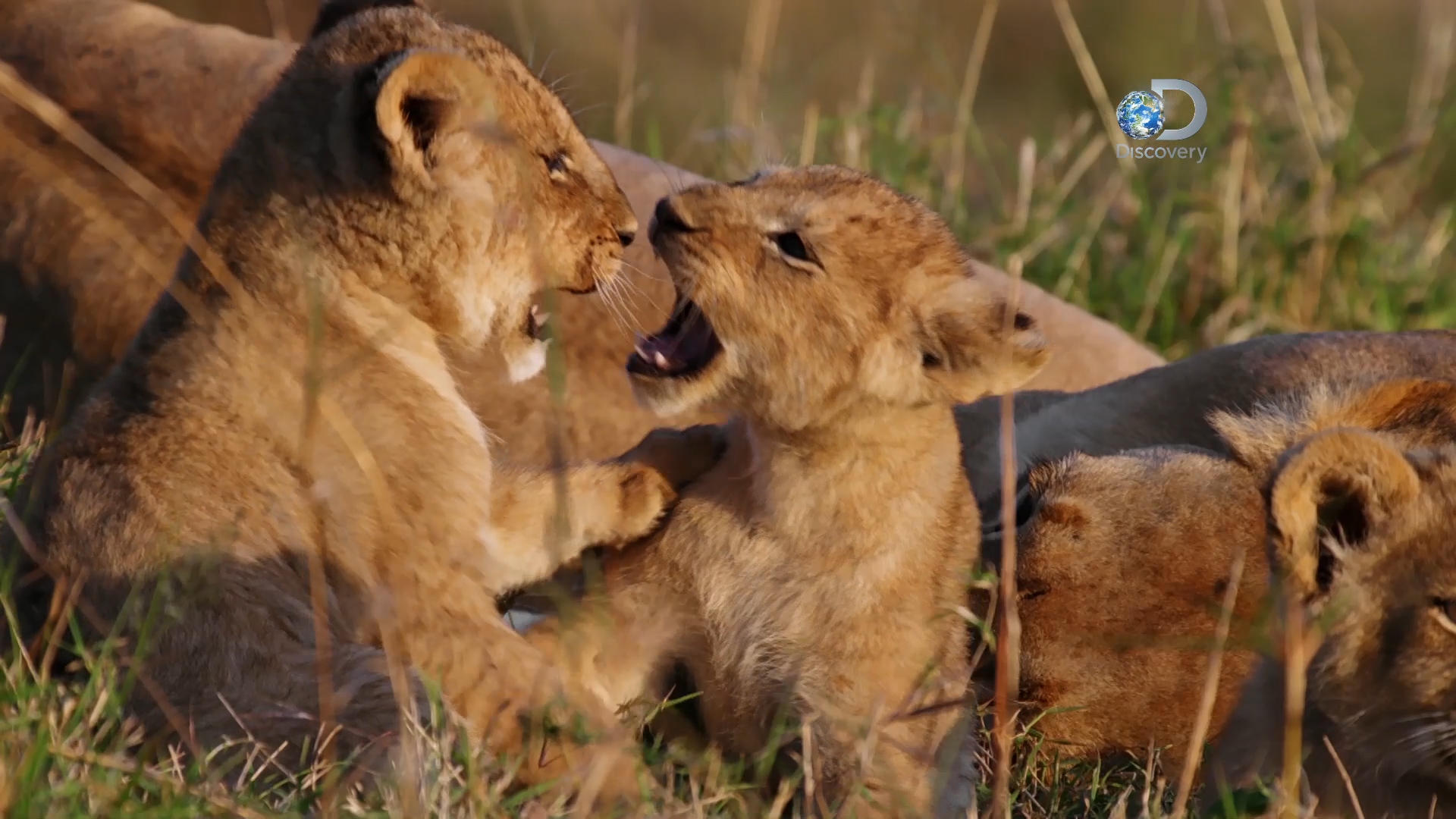 Lion Cubs Play Under Prideâ€™s Protection | Life Story | Discovery