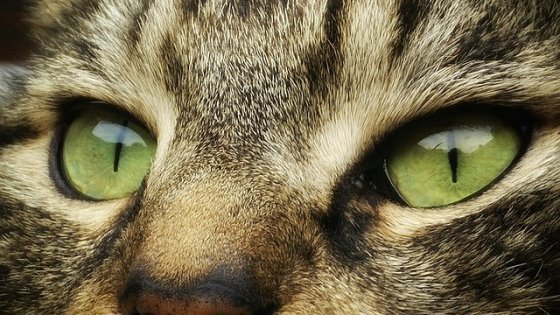 Il vero padrone in casa è lui: il gatto. ''Ecco come ci ha addomesticati'' - Repubblica.it