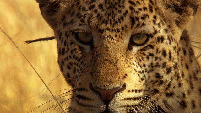 One Clumsy Leopard | Africa | Discovery