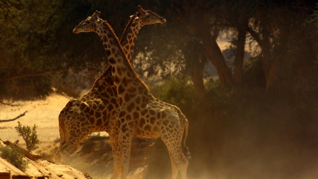 Violent Giraffe Fight | Africa | Discovery