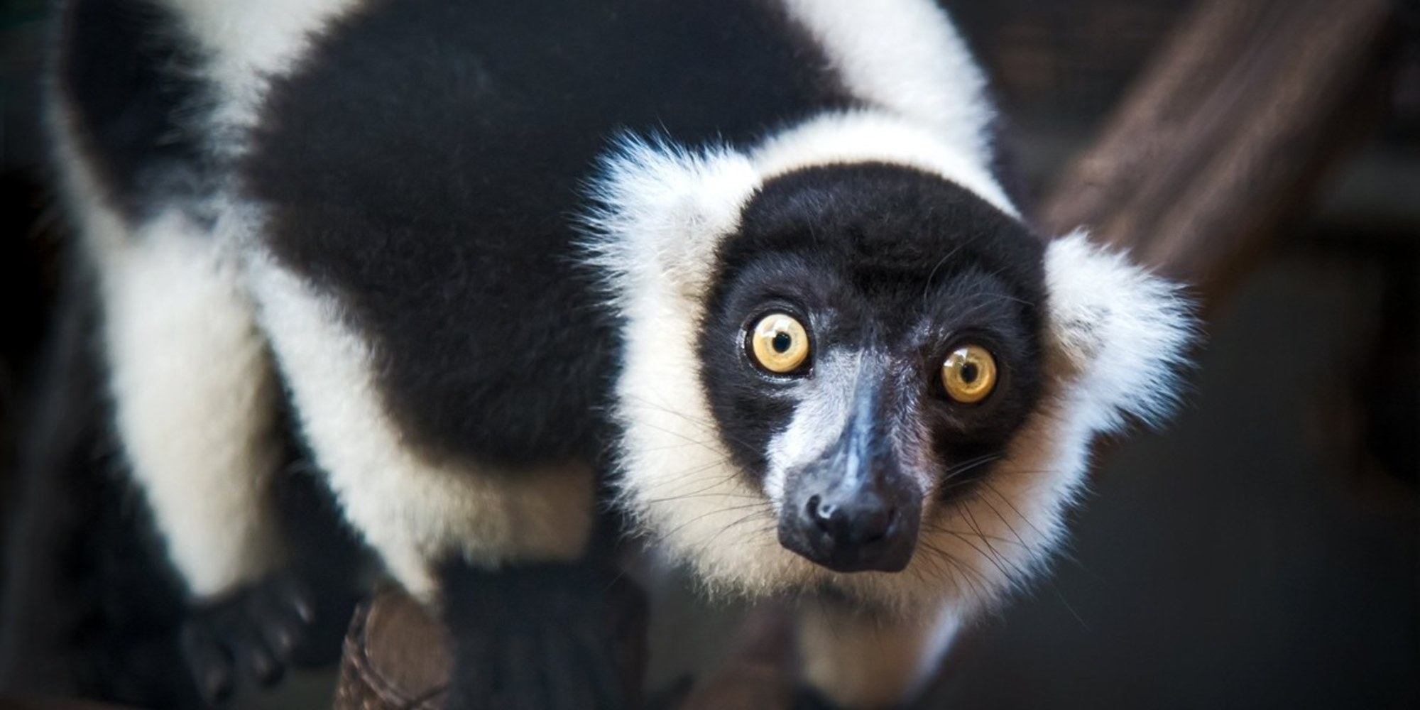 Facial Recognition Tech Could Help Save Endangered Lemurs - Seeker