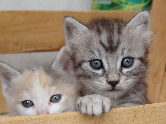 Gatti che falliscono salti- veramente divertente  - AMICO MIO