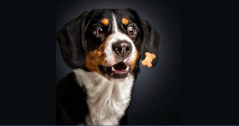 Fotografa i cani mentre ricevono la ricompensa: tutta questa felicità è contagiosa!