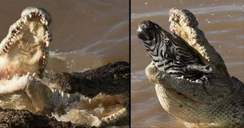 Queste immagini mostrano un coccodrillo mentre divora una zebra: agghiacciante!
