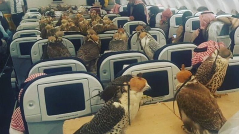 Quest'uomo ha comprato 80 biglietti aerei per i suoi 80 falchi. E li hanno fatti salire a bordo!