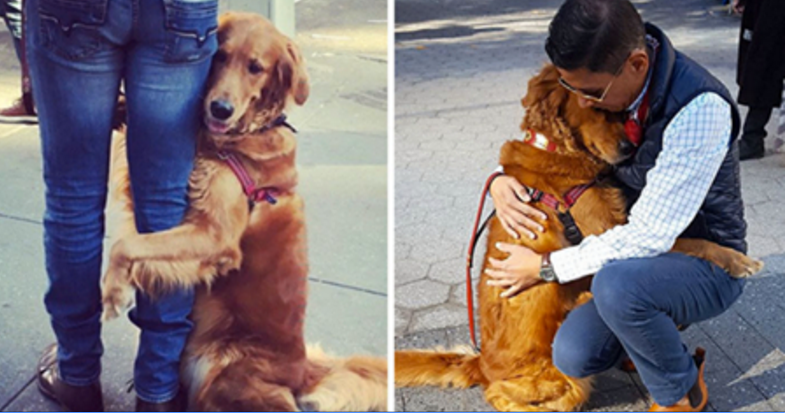 Questo golden retriever abbraccia tutte le persone che incontra. Ma è tenerissimo!