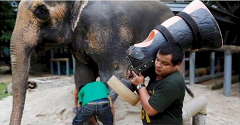 Questo elefante aveva perso una zampa, ma ora può tornare a camminare di nuovo