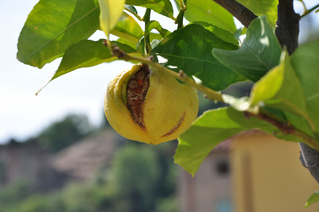 Il bergamotto come medicina naturale. - ENOGASTRONOMIA ITALIANA