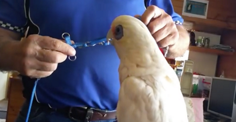 Questo cacatua non ha proprio voglia di fare la passeggiata. E non le manda certo a dire!