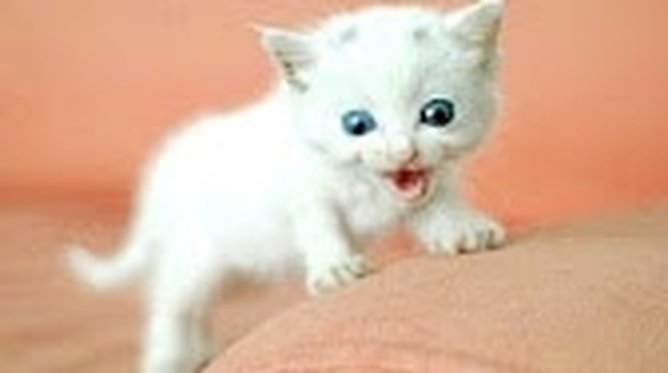 Guardate come sono adorabili - AMICO MIO