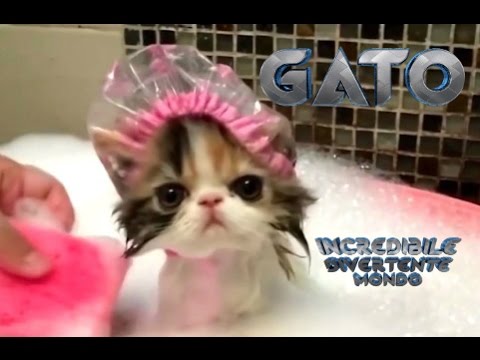 Gatti pazzi - PROVA A NON RIDERE ( Compilation April 04.2017 ) - YouTube - LinkShared