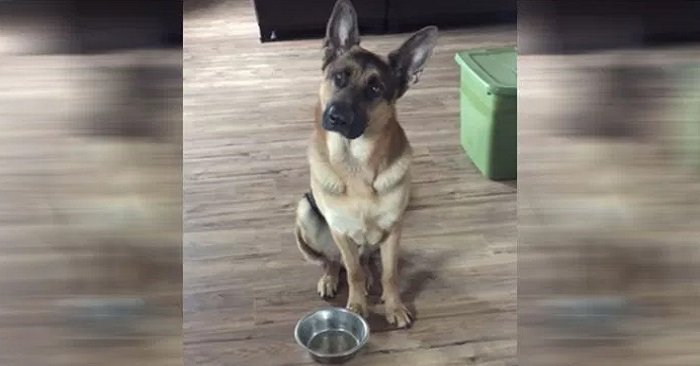 Il cane ha già mangiato e ne vuole ancora – il modo in cui lo chiede al suo padrone vi farà ridere!