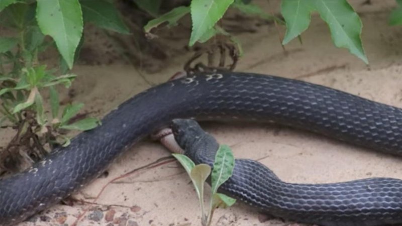 Una coda fuoriesce dalla bocca del serpente. Quando scoprono di che si tratta restano sbalorditi!