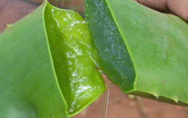 ECCO LA RICETTA DEL GEL MIRACOLOSO CONTRO TUMORI E MALATTIE: GEL A BASE DI ALOE VERA