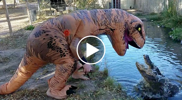 Un uomo indossa un costume da T-Rex per prendere in giro un enorme alligatore