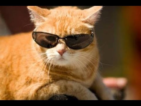 Gatti pazzi - PROVA A NON RIDERE ( Compilation May 06.2017 ) - YouTube - LinkShared