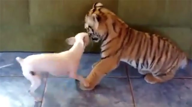 Un cucciolo di tigre gioca con un cane: guardate che dolcezza!