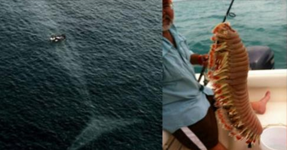 Dopo aver visto queste foto, avrete ancora il coraggio di andare in spiaggia a nuotare?