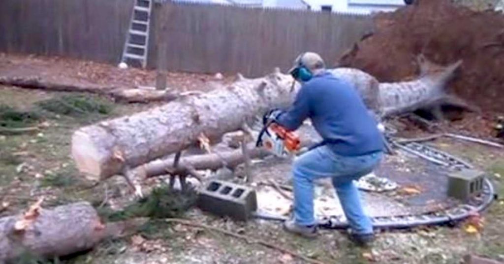 L’uomo sta tagliando l’albero con la motosega – poi succede qualcosa di assolutamente inaspettato