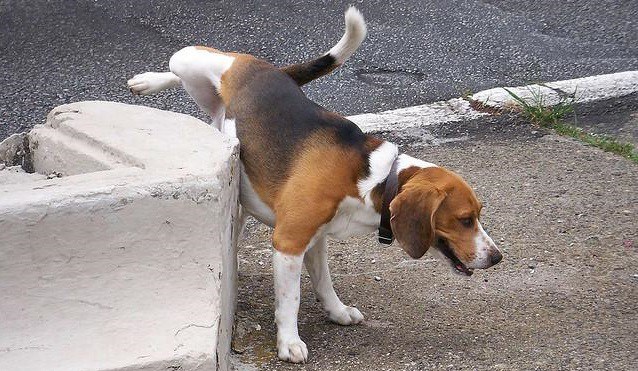 Porti il cane a fare pipÃ¬ per strada? Scatta la multa da 160 euro ed ora Ã¨ anche penale: Ã reato - LinkShared