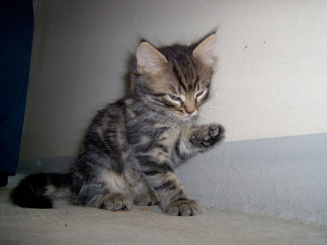 L'IMPORTANZA DEL TERRITORIO PER I GATTI . - AMICO MIO