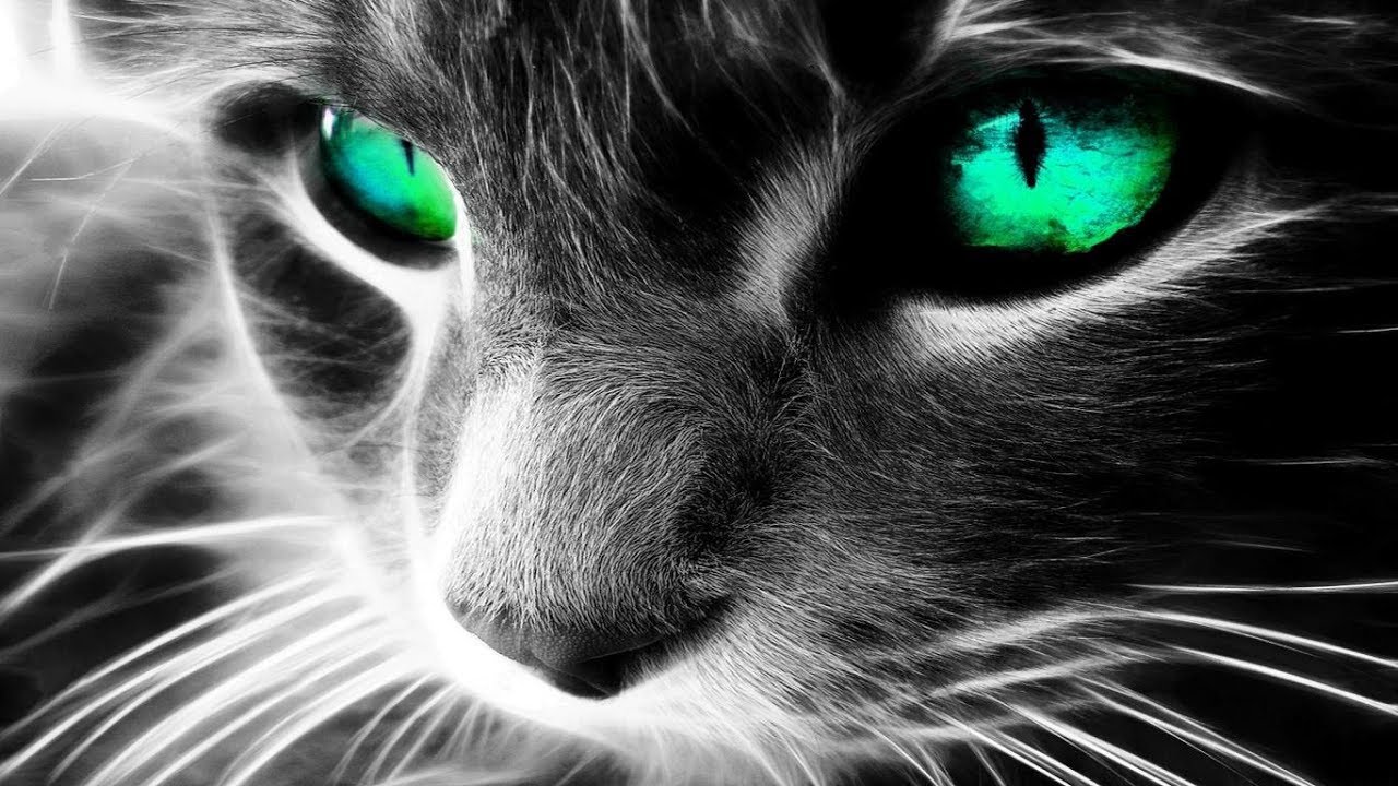 Una Creatura Misteriosa e Straordinaria - IL GATTO - YouTube - LinkShared