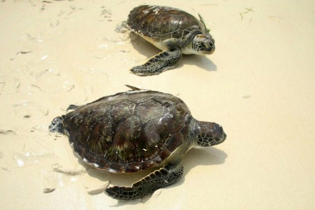 Skip.Li | Focene, tartaruga spiaggiata soccorsa dalla Guardia Costiera