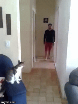 Image tagged in gifs - Imgflip