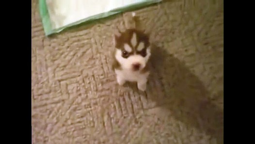 Skip.Li | Shine - Video Dailymotion