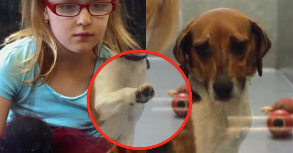 Questa bambina è andata in un canile e ha visto quello che molti adulti non riescono a vedere.