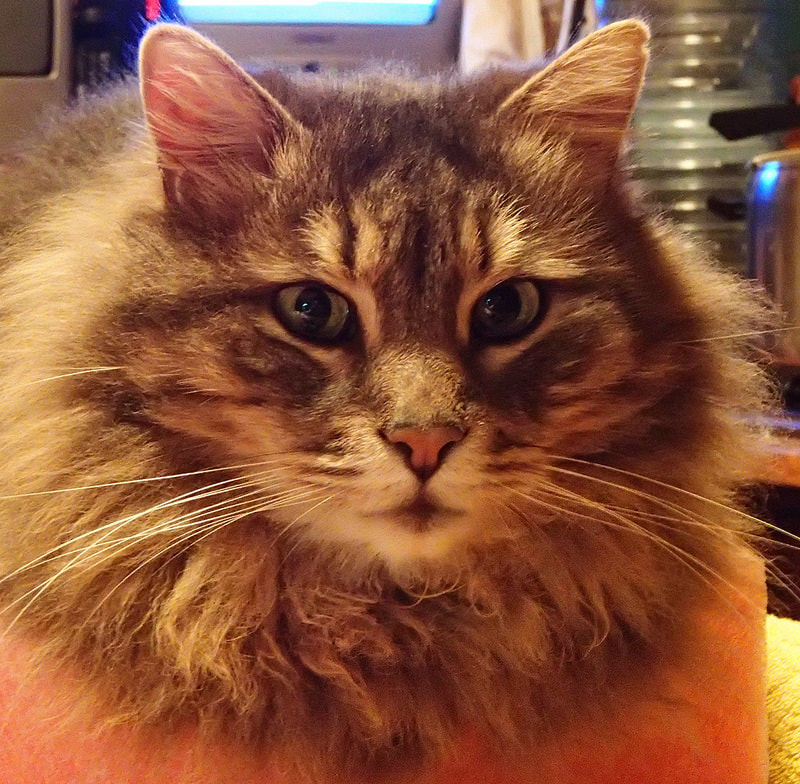 Comparazione tra l'eta' del gatto e l'eta' dell'uomo. - AMICO MIO