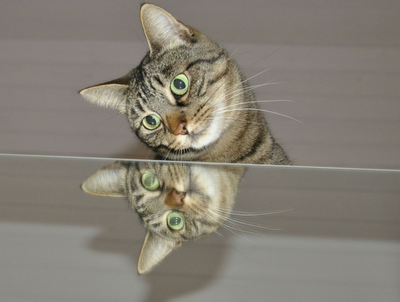 AMICO MIO -FOTO AMATORIALI DI GATTI - AMICO MIO