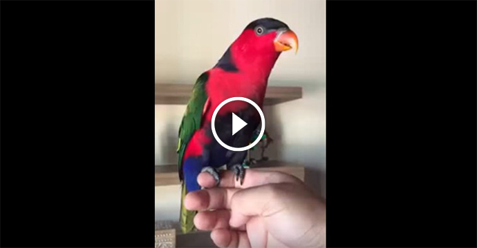 Spopola sul web il video del Pappagallo che imita le suonerie dei cellulari. Vi farà morire dal ridere!