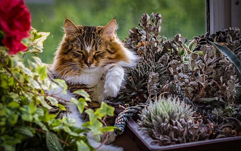 SECONDO VOI COSA FANNO I GATTI? - AMICO MIO