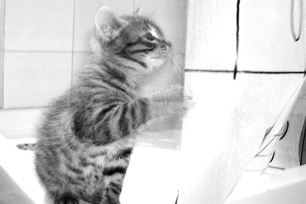 I gatti vivono anche dopo la morte - AMICO MIO