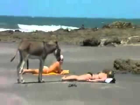 Incredibili !! Guardate cosa fa l'asino haaaa haaaa - YouTube - LinkShared
