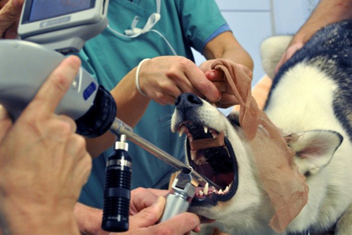 Il giudice che fa tagliare le corde vocali ai cani che abbaiano troppo