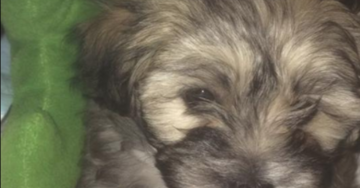 8 ragioni per cui la vostra vita migliora con un cane accanto.
