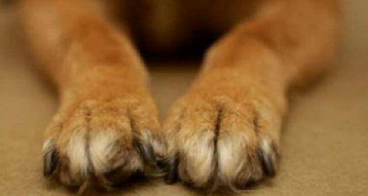 Non vorrete più un cane in casa una volta viste queste 18 foto