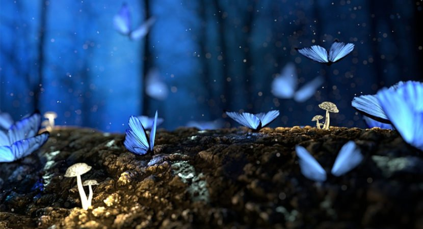 Le farfalle sono messaggere spirituali. Guarda cosa significano per te:
