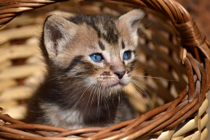 I gatti vedono i fantasmi? - AMICO MIO