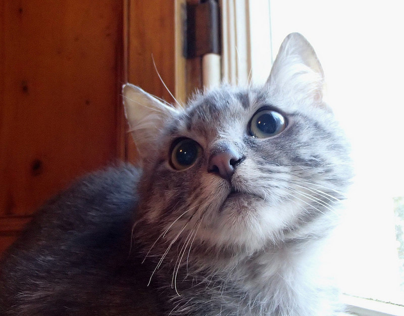 ALCUNE CURIOSITA' SUI GATTI - AMICO MIO