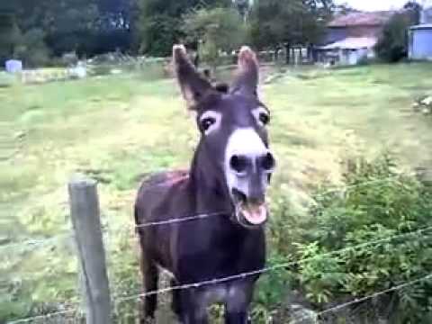 Asino che canta - YouTube - LinkShared