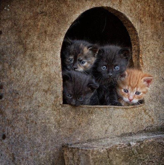 AMICO MIO,IL BLOG SOLAMENTE PER GATTI  - AMICO MIO