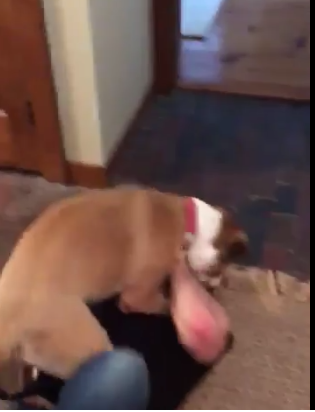 Chris Evans e il suo cane: il video del commovente incontro dopo 10 mesi - Il Blog Di Marco Zuccardi