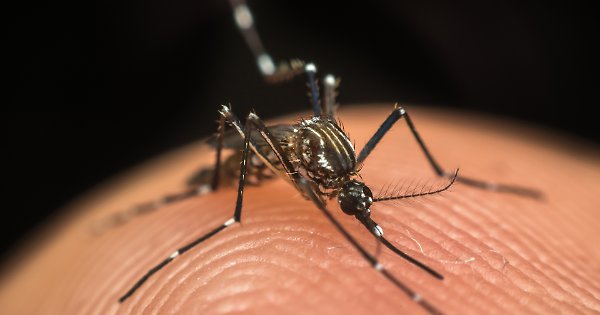 Skip.Li | Malaria, due casi a Napoli: contagiati due fratellini nigeriani tornati da un viaggio nel loro Paese
