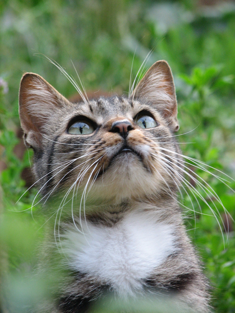 Perche' vaccinare il vostro gattino? - AMICO MIO