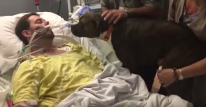 I medici aprono la porta e lasciano entrare il cane - quello che succede vi farà commuovere: