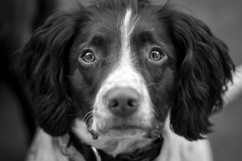 PROTEGGI IL TUO CANE  CON UNA POLIZZA ASSICURATIVA - AMICO MIO