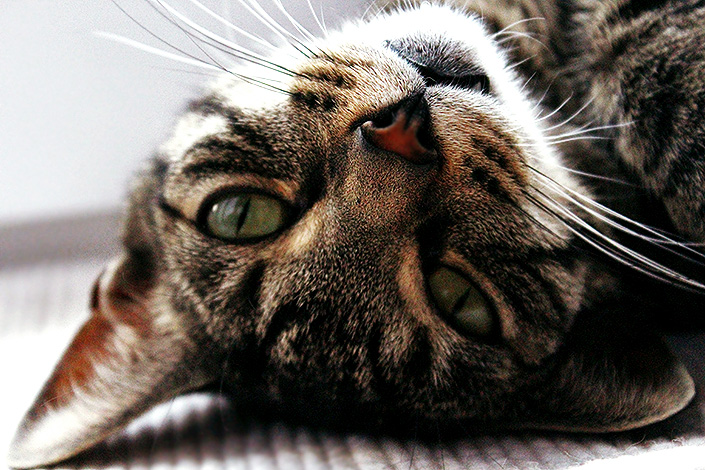 LE QUINDICI RAZZE DI GATTI PIU' RARE SUL PIANETA - AMICO MIO